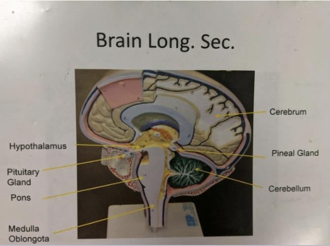 <p>longitudinal section of the brain</p>
