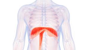 <p>diaphragm </p>