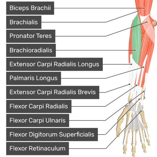Origin: humerus 

Insertion: styloid process of radius

Action: flexes arm at elbow
