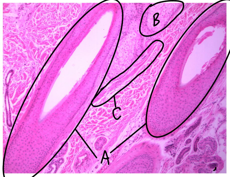 <p>What is this a picture of? Identify the highlighted structures and describe them.</p>