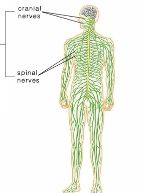 <p>Cranial and Spinal Nerves branching out from cns</p>