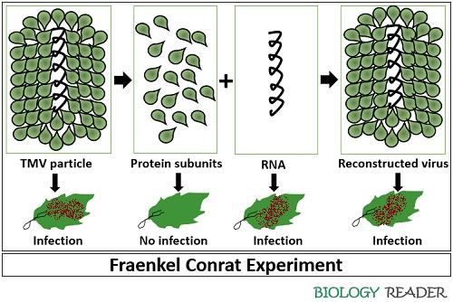 <p>Heinz Fraenkel-Conrat’s experiment with TMV showed that RNA is the genetic material in the RNA virus, proving that RNA can also carry genetic information</p>