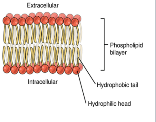 <p>Phospholipids (Heads and Tails)</p>