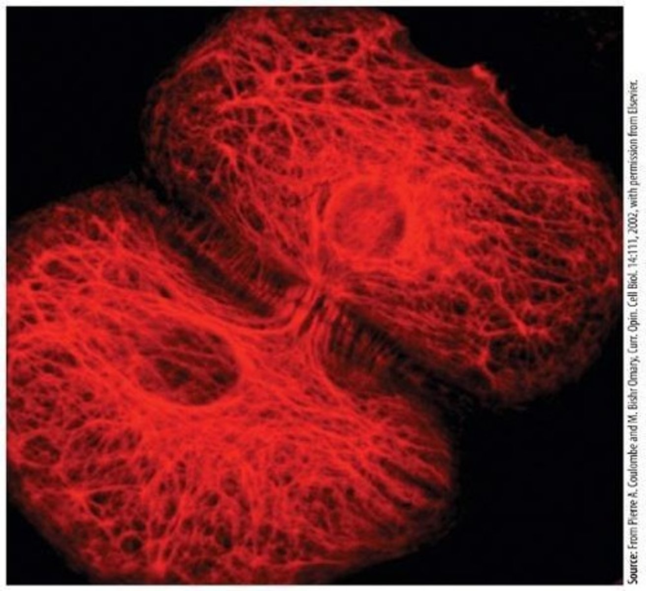 <p>Environmental factor inducing microtubule disassembly.</p>