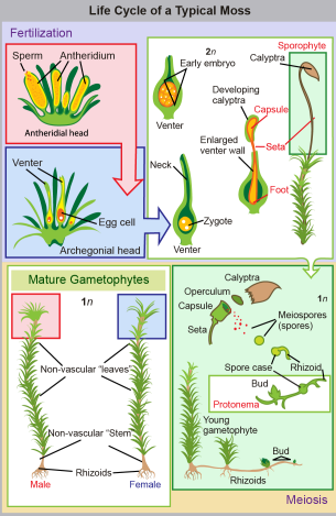 <p>Mosses</p>