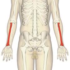 <p>One of the two long bones in the forearm, located on the lateral side (thumb side). It allows for rotation of the forearm and hand at the wrist joint.</p>