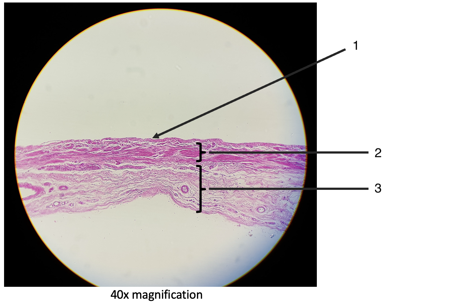 <p>What is this slide showing?</p>