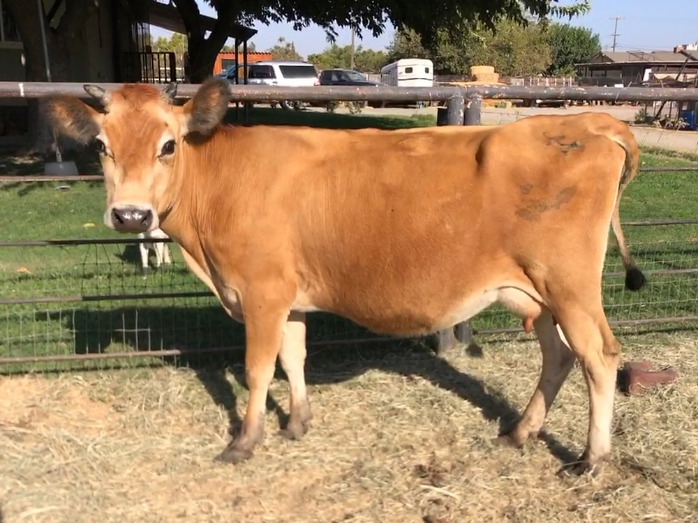 <p>Smallest among the dairy breeds. Rank fifth among dairy breeds in average milk produced and first in average milkfat produced per cow.</p>