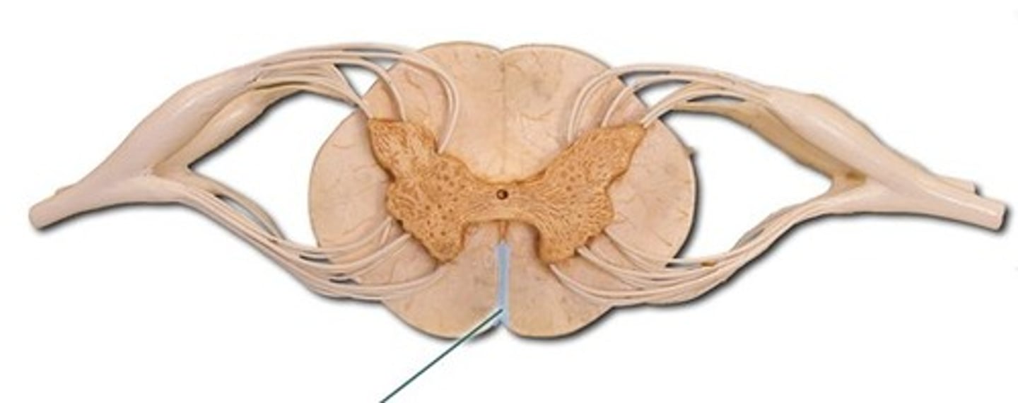 <p>a groove along the anterior midline of the spinal cord that incompletely divides it into symmetrical halves</p>