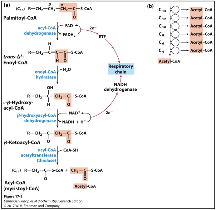 <ul><li><p>first three steps follows pattern similar to steps 6-8 of TCA (dehydrogenate then hydrate then dehydrogenate)</p></li><li><p class="MsoListParagraphCxSpMiddle"><strong>Step 1: Dehydrogenation of Alkane to Alkene</strong></p><ul><li><p class="MsoListParagraphCxSpMiddle"><strong>Enzyme:</strong> isoforms of acyl-CoA dehydrogenase (AD) on the inner mitochondrial membrane</p><ul><li><p class="MsoListParagraphCxSpMiddle">FAD cofactor</p></li><li><p class="MsoListParagraphCxSpMiddle">Very-long-chain AD (12-18 C)</p></li><li><p class="MsoListParagraphCxSpMiddle">Medium-chain AD (4-14 C)</p></li><li><p class="MsoListParagraphCxSpMiddle">Short-chain AD (4-8 C)</p></li></ul></li><li><p class="MsoListParagraphCxSpMiddle"><strong>Result:</strong> trans-enoyl-CoA; trans double bond, different from naturally occurring unsaturated fatty acids</p></li><li><p class="MsoListParagraphCxSpMiddle">Analogous to succinate dehydrogenase reaction in the citric acid cycle</p><ul><li><p class="MsoListParagraphCxSpMiddle">Electrons from bound FAD transferred directly to the ETC via electron-transferring flavoprotein (ETF)</p></li></ul></li></ul></li><li><p class="MsoListParagraphCxSpMiddle"><strong>Step 2: Hydration of Alkene </strong>(SAYS THIS IS ENOL HOW?)</p><ul><li><p class="MsoListParagraphCxSpMiddle"><strong>Enzyme:</strong> two isoforms of enoyl-CoA hydratase</p><ul><li><p class="MsoListParagraphCxSpMiddle">Soluble short-chain hydratase (crotonase)</p></li><li><p class="MsoListParagraphCxSpMiddle">Membrane-bound long-chain hydratase, part of trifunctional complex</p></li></ul></li><li><p class="MsoListParagraphCxSpMiddle"><strong>Result:</strong> beta-hydroxy-acyl-CoA; water adds across double bond =&gt; alcohol on beta carbon</p></li><li><p class="MsoListParagraphCxSpMiddle">Analogous to fumarase reaction in the citric acid cycle</p></li><li><p class="MsoListParagraphCxSpMiddle">Same stereospecificity</p></li></ul></li><li><p class="MsoListParagraphCxSpMiddle"><strong>Step 3: Dehydrogenation of Alcohol</strong></p><ul><li><p class="MsoListParagraphCxSpMiddle"><strong>Enzyme:</strong> beta-hydroxyacyl-CoA dehydrogenase</p><ul><li><p class="MsoListParagraphCxSpMiddle">NAD cofactor</p></li></ul></li><li><p class="MsoListParagraphCxSpMiddle"><strong>Result:</strong> Beta-ketoacyl-CoA</p></li><li><p class="MsoListParagraphCxSpMiddle">Only L-isomers of hydroxyacyl CoA act as substrates</p></li><li><p class="MsoListParagraphCxSpMiddle">Analogous to malate dehydrogenase reaction in the citric acid cycle</p></li></ul></li><li><p class="MsoListParagraphCxSpMiddle"><strong>Step 4: Transfer of Fatty Acid Chain and Release of Acetyl-CoA</strong></p><ul><li><p class="MsoListParagraphCxSpMiddle"><strong>Enzyme:</strong> acyl-CoA acetyltransferase (thiolase) via covalent mechanism</p></li><li><p class="MsoListParagraphCxSpMiddle"><strong>Result:</strong> thiolysis of the carbon-carbon bond</p><ul><li><p class="MsoListParagraphCxSpMiddle">Carbonyl carbon in beta-ketoacyl-CoA is electrophilic</p></li><li><p class="MsoListParagraphCxSpMiddle">Active site thiolate acts as a nucleophile and releases acetyl-CoA</p></li><li><p class="MsoListParagraphCxSpLast">Terminal sulfur in CoA-SH acts as a nucleophile and picks up the fatty acid chain from the enzyme</p></li></ul></li></ul></li></ul><p></p>