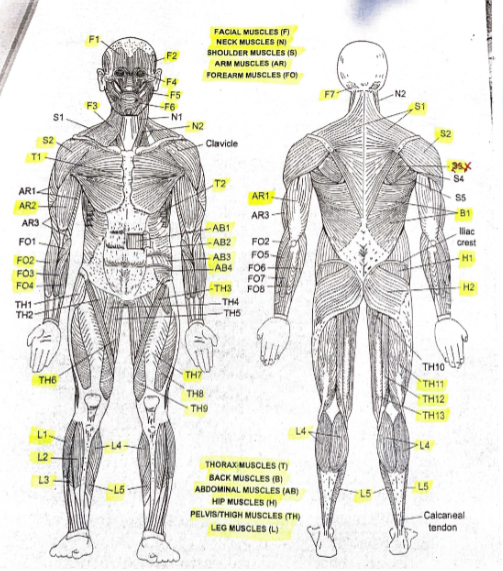<p>Label the following (AB1-4): What type of muscles are these?</p>