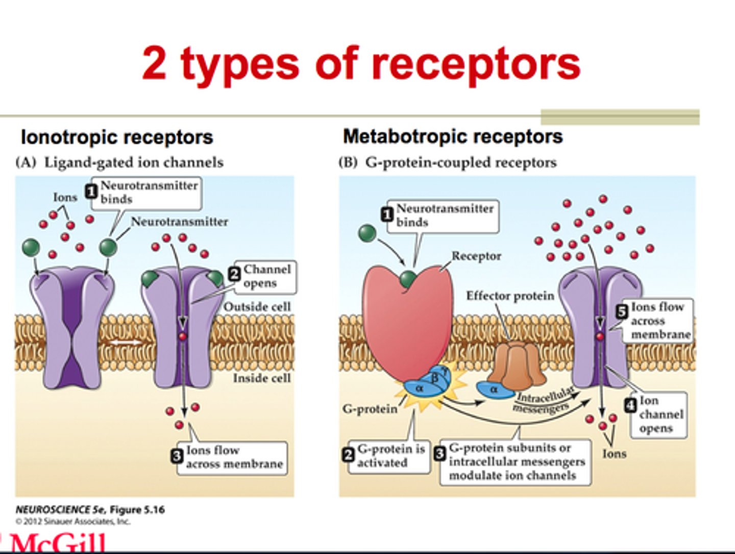 <p>Ligand-gated channels</p><p>- Fast transmission</p><p>- Fast decay</p><p>- Can cause hyperpolarisation or depolarisation</p><p>- e.g. nicotinic Ach receptors</p><p>- graded potentials</p><p>- travel small distances</p><p>- Show summation</p><p>GPCRs</p><p>- Slow transmission</p><p>- Can cause hyperpolarisation or depolarisation</p><p>- e.g. muscarinic Ach receptors</p>