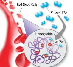 <p>Hemoglobin</p>