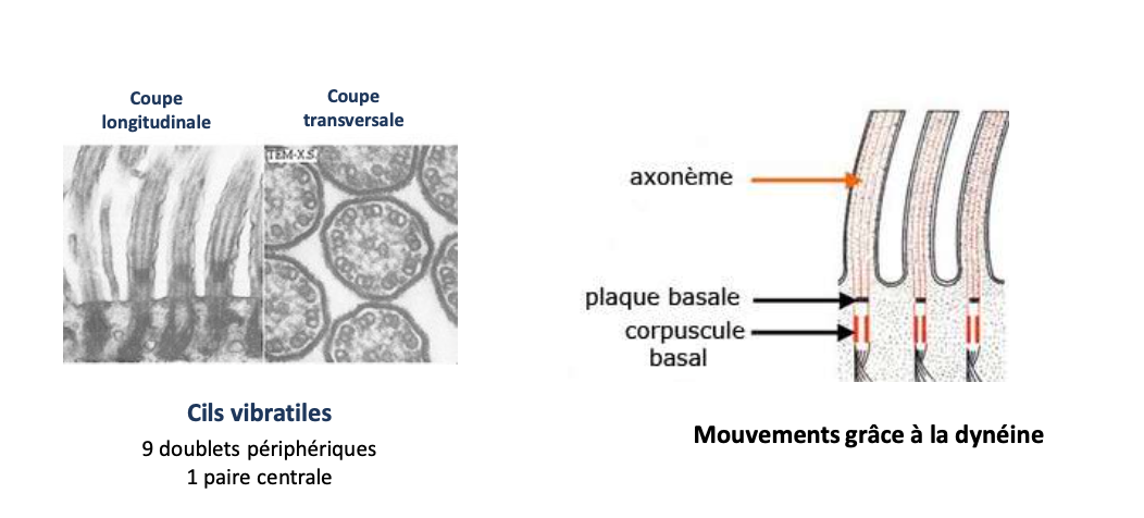 <p></p><ul><li><p>Structure en <strong>axonème</strong> : 9 doublets périphériques + 2 microtubules centraux </p></li><li><p>Moteurs : <strong>dynéines axonémales</strong> attachées à une plaque basale → basculent vers l’extrémité −</p></li><li><p>Mouvement → <strong>courbure de l’axonème</strong> → battement des cils (propulsion, mouvements de fluides)</p></li><li><p>Ex. <strong>épithélium respiratoire</strong> (cils vibratiles)</p></li></ul><p></p>