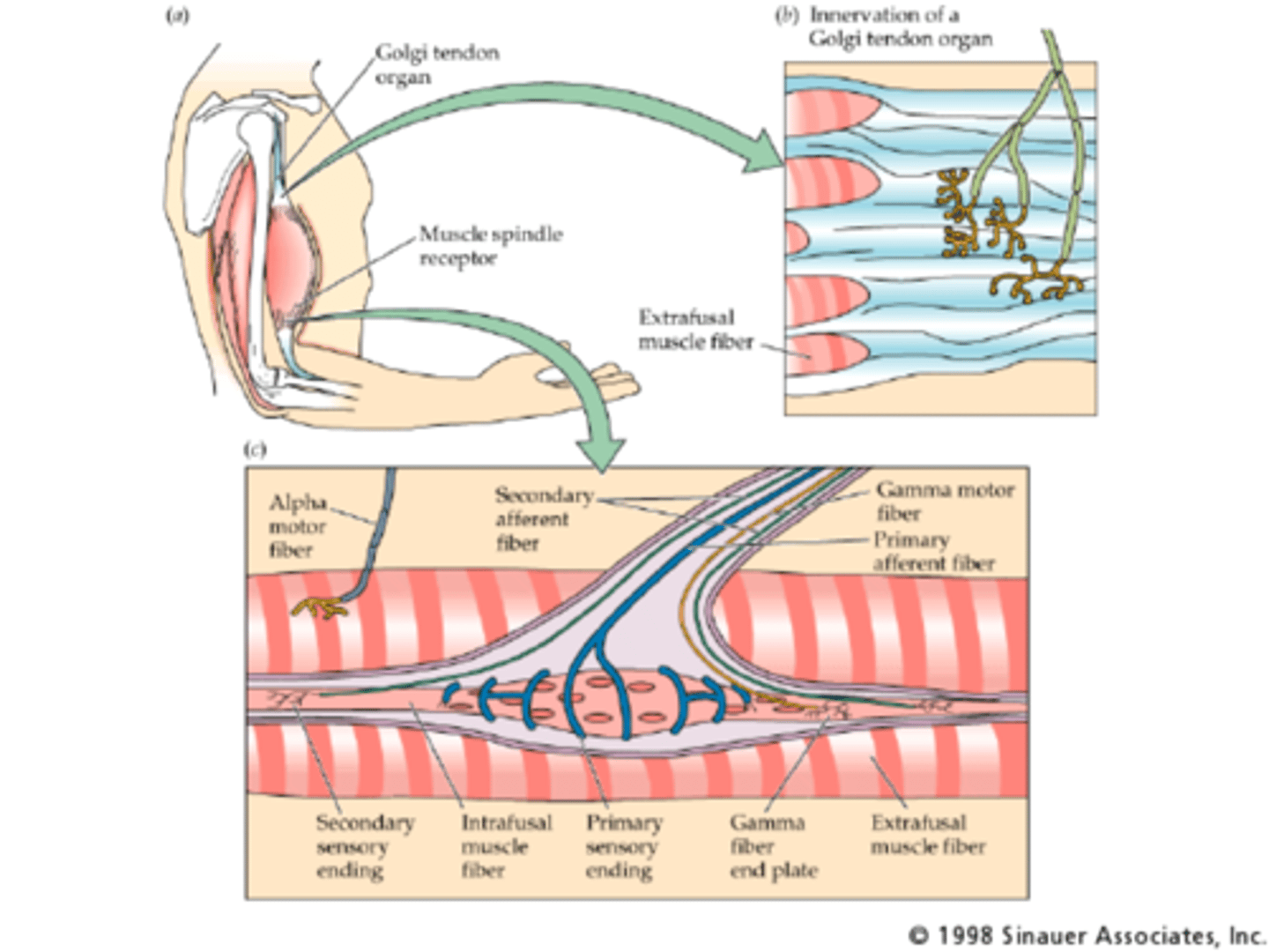 <p>Joint position</p>