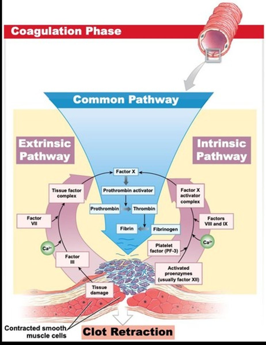 <p>Fibrin mesh forms around platelets to create clot.</p>