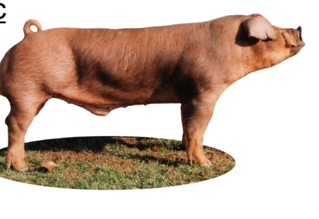 <p>From Jersey Reds (New Jersey) and Red Durocs (New York)</p>