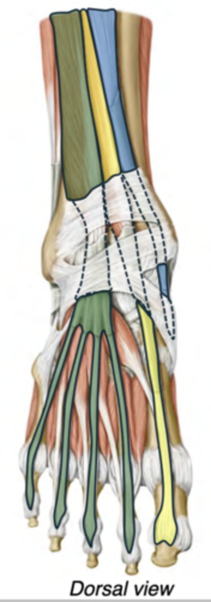 <p>Tibialis anterior (blue)</p><p>Extensor hallucis longus (yellow)</p><p>Extensor digitorum longus (green)</p>