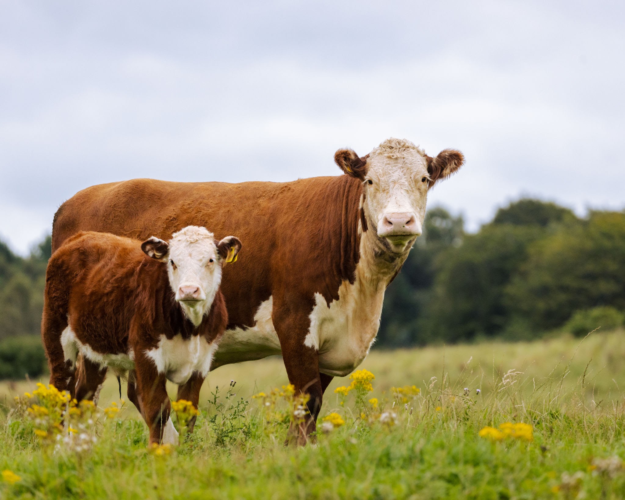 <p>hereford</p>