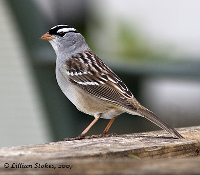 <p>Order: Passeriformes Family: Passerellidae</p>