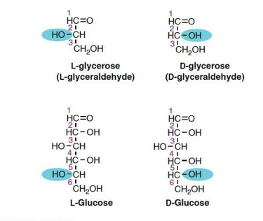 <p>Note the 2nd to the last carbon If OH is in Left (levorotatory) Right (Dextrorolatory)</p><p></p>
