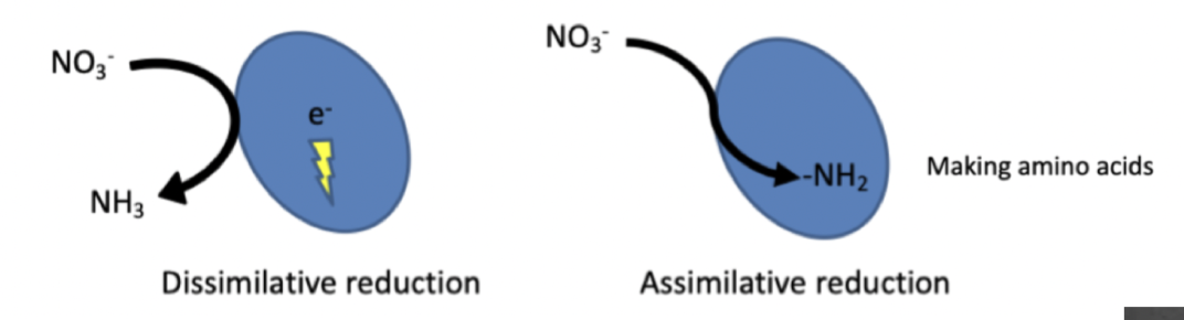 **Dissimilative reduction**: reductive reactions of electron acceptors used for energy generation

**Assimilative reduction**: reductive reactions of electron acceptors used to acquire essential components ( C,N,S) for the synthesis of biomolecules

      