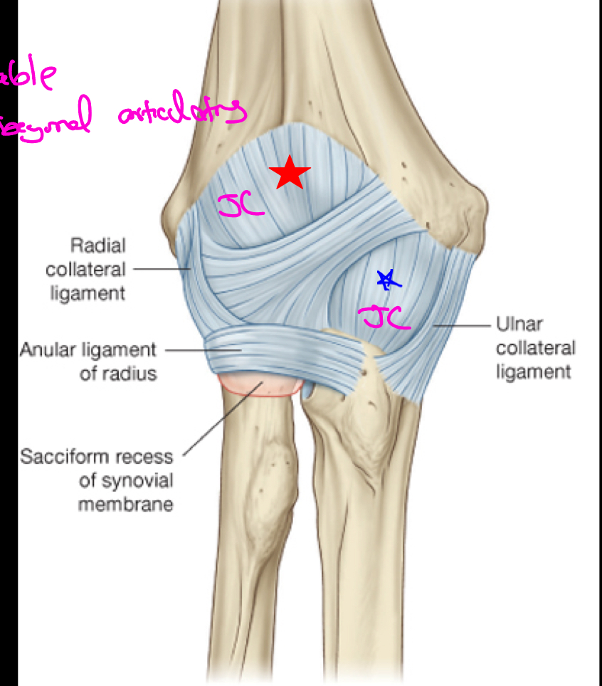 <p>The fibrous joint capsule of the elbow attaches to the medial epicondyle and the margins of the olecranon, coronoid, and radial fossae of the humerus, as well as to the coronoid process and olecranon of the ulna and the neck of the radius. </p>