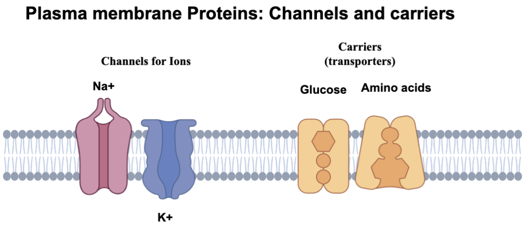 <ul><li><p>They both are proteins in the membrane AKA facilitators and helpers</p></li><li><p>Channels = Ions</p></li><li><p>Carriers (transporters) = Glucose + Amino Acids</p></li></ul><p></p>