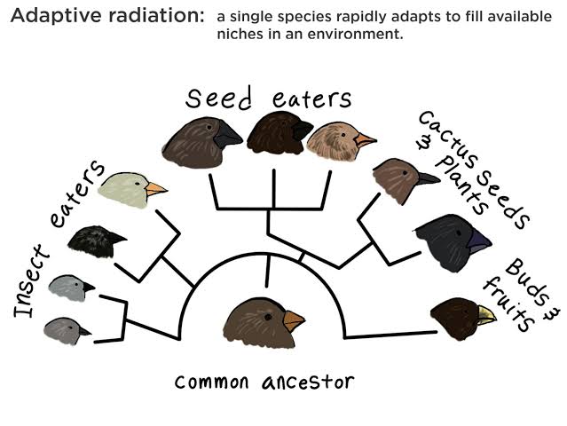 <p>If a new habitat or niche becomes available, species can diversify rapidly </p>