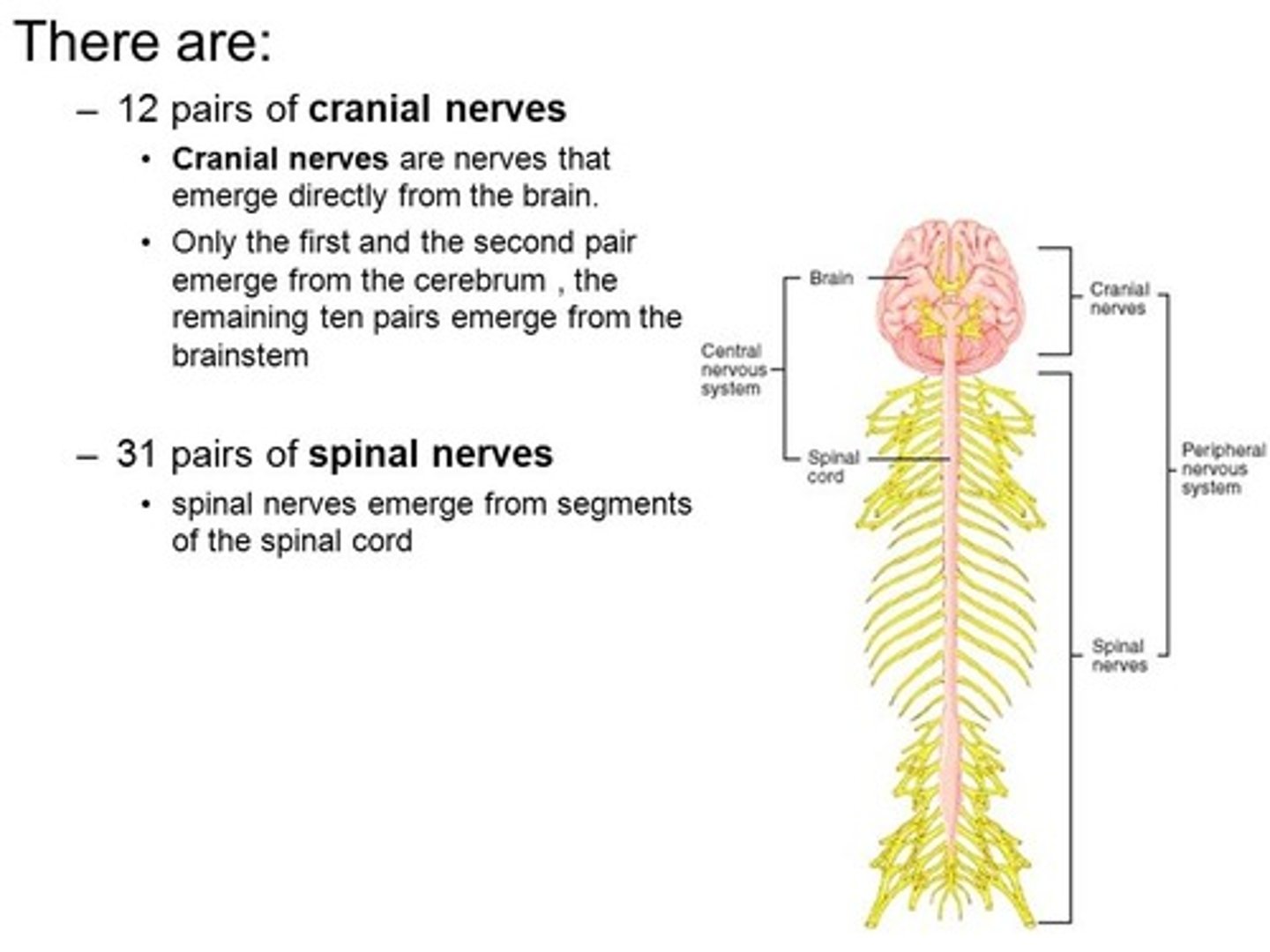 <p>Cranial nerves control the Head &amp; Neck and pass out from the Skull. Spinal nerves control the Limbs &amp; Trunk and pass out from the Spinal Cord.</p>