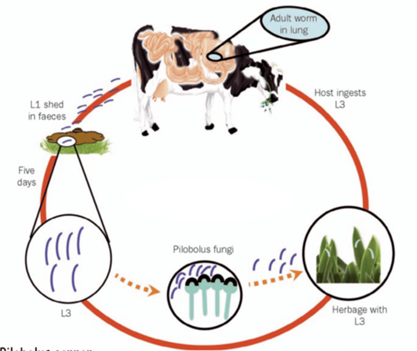 <p>what is this nematode?</p>