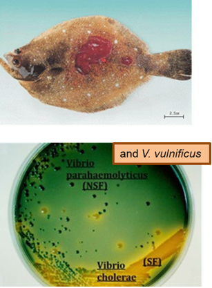 <ul><li><p><strong>V. cholerae</strong> ferments sucrose → <strong>turns agar yellow</strong> (due to pH drop).</p></li><li><p><strong>V. parahaemolyticus and V. vulnificus</strong> do not ferment sucrose → <strong>agar stays green</strong>.</p></li></ul><p></p>