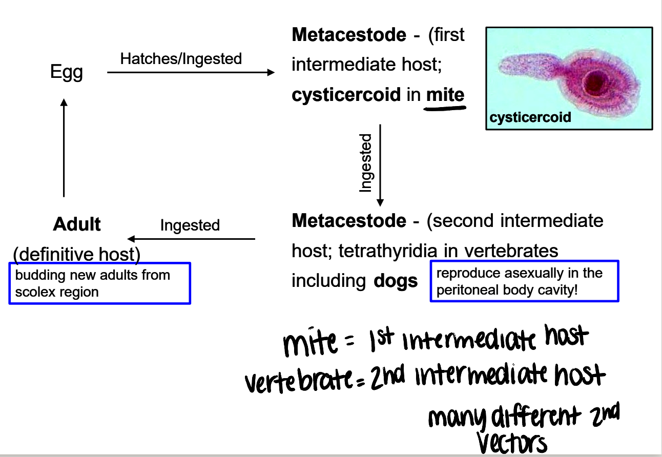 <p>egg passed in feces → hatches/ingested by <strong>mite</strong> (cysticercoid) → mite ingested by 2nd intermediate host (vertebrate) → 2nd intermediate host ingested by definitive host → adult worms in intestine</p>