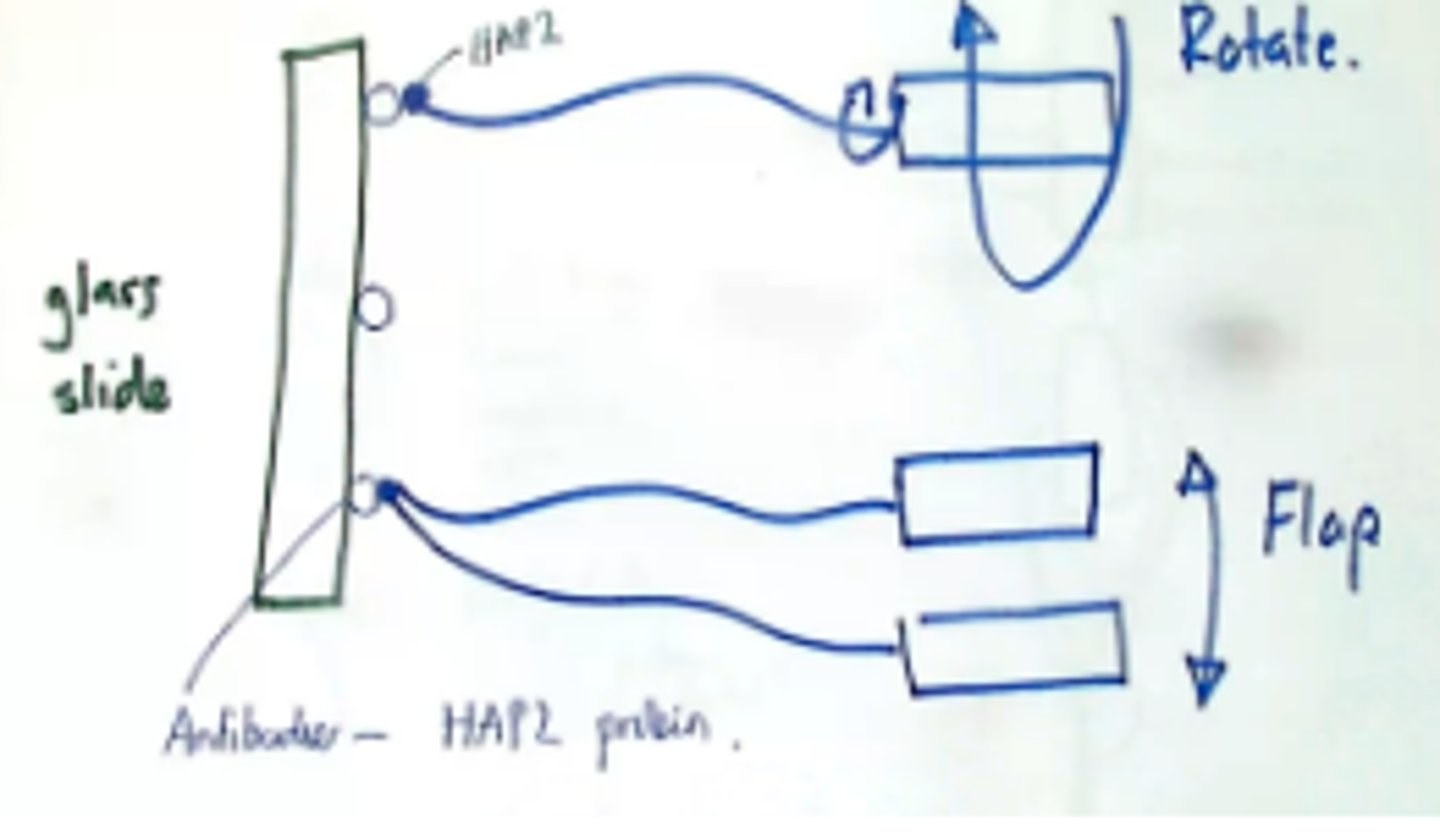 <p>The tethered cell experiment:</p><p>Glass slide in aqueous environment with bacteria ( E coli ). </p><p>Glass slide covered with antibodies, that are antibodies to a protein at the tip of the bacterial flagellum ( HAP 2 ).</p><p>Bacterial flagella bind, bacteria become stuck. </p><p>They try to rotate their flagella but instead rotate the whole cell, so we see bacteria rotating if this has happened correctly.</p><p>( Another suggestion was that flagella flap rather than rotate, so we should see bacteria flapping up and down, which we do not )</p>