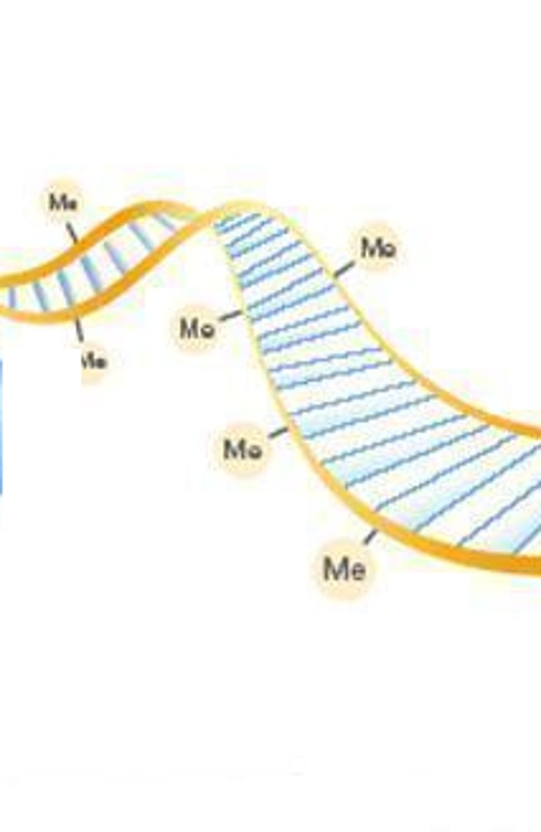 <p>a meyth group attaches to a nucleotide and stops the gene from being read/ expressed in the phenotype </p>