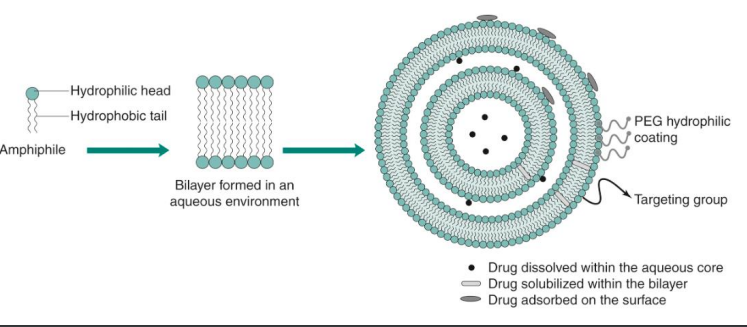 <p><strong>Liposome </strong>nanoparticle example</p><ol><li><p>small spherical vesicle composed of a _____ bilayer</p></li><li><p>______ core + ______ sphere</p></li><li><p>________ in diameter</p></li><li><p>_______ or ______ structure </p></li><li><p>surface can be _______</p></li><li><p>water soluble drug is encapsulated in the _______</p></li><li><p>water insoluble drug is encapsulated in the ________</p></li></ol>