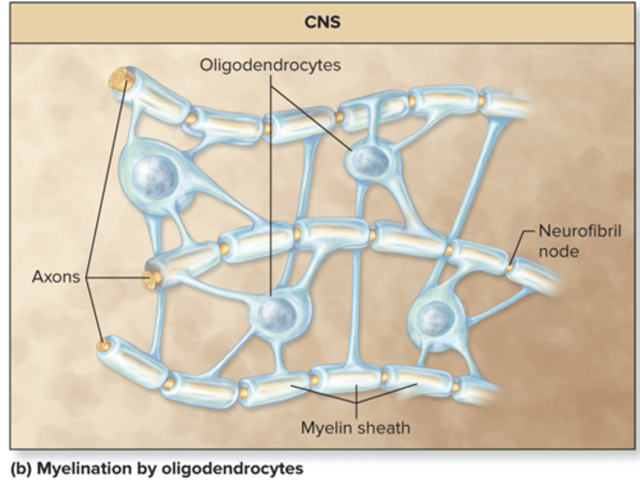 <p>oligodendrocytes</p>