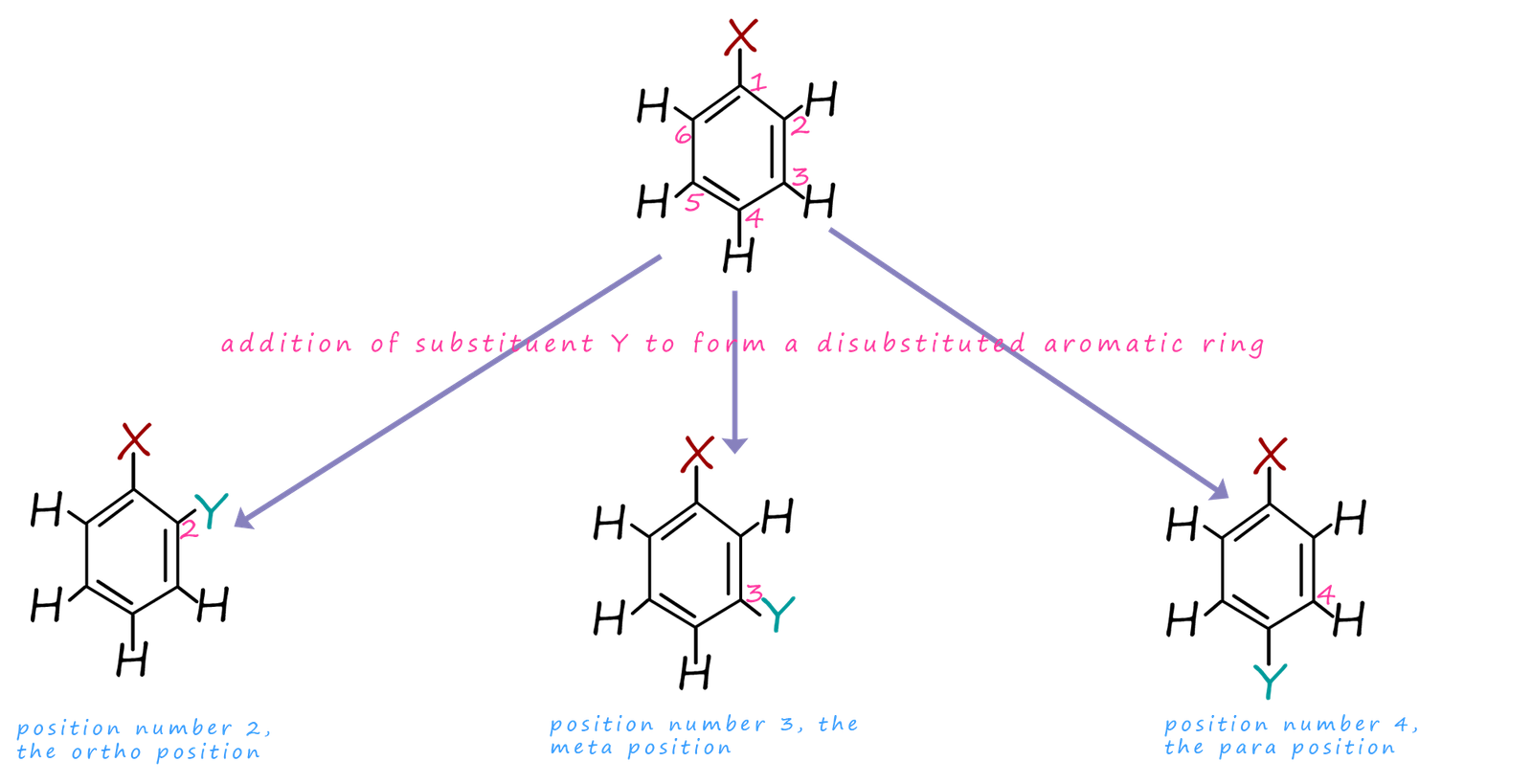 <p>The second substituent group can form bonds at ortho and para so at carbons 2,6, &amp; 4.</p>