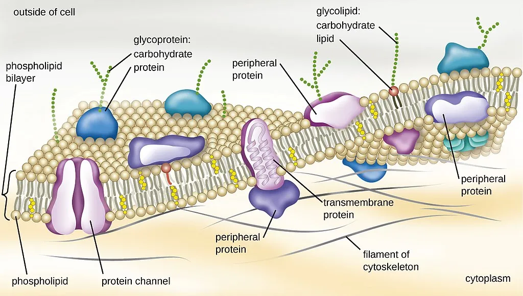 <ol><li><p><strong>Integral proteins</strong> - span the entire membrane, often act as receptors and transfer signals. <em>Hydrophobic amino acid regions embedded in the membrane, hydrophlic regions located outside the membrane.</em></p></li><li><p><strong>Peripheral proteins</strong> - <em>No hydrophobic regions, hydrophilic amino acids on the surface prevent them from being sucked into the membrane. Can detach/reattach in response to a signal.</em></p></li></ol>