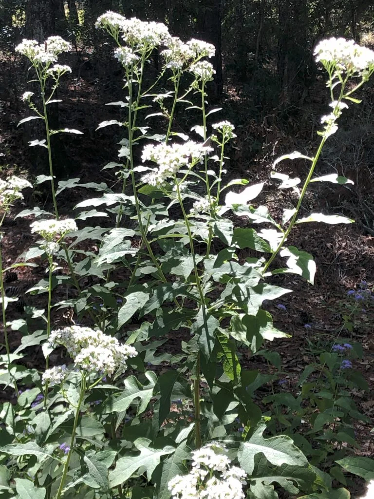<p>Verbesina Virginica</p>