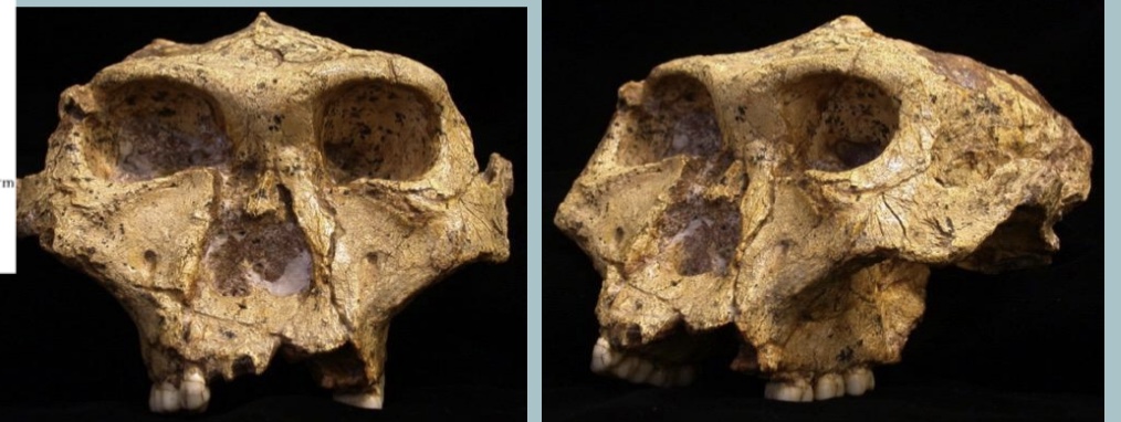 <p><span>Australopithecus robustus</span></p>