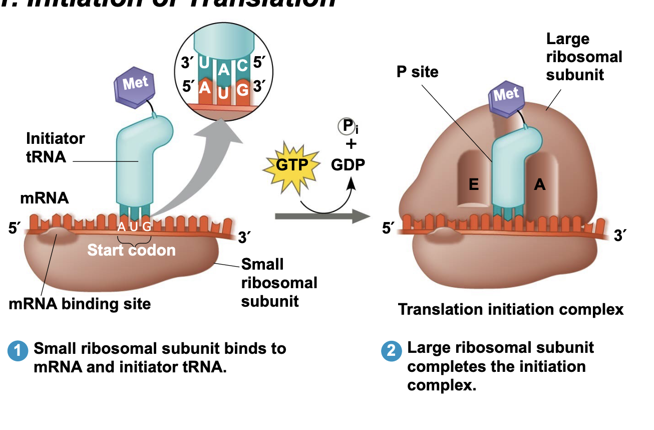 <p>.First, the small ribosomal subunit binds with mRNA and a special initiator tRNA.</p><p>.The anticodon of the initiator tRNA is complementary to and base pairs with the start codon (AUG), which codes for the amino acid methionine (Met).</p><p>.Proteins called initiation factors then bring in the large subunit to completes the translation initiation complex and place the first tRNA in the P site.</p>