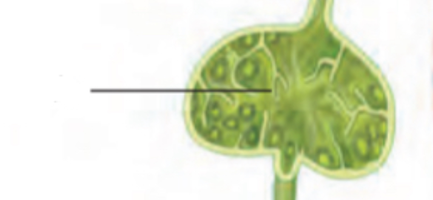 <p>Lymph nodes</p>