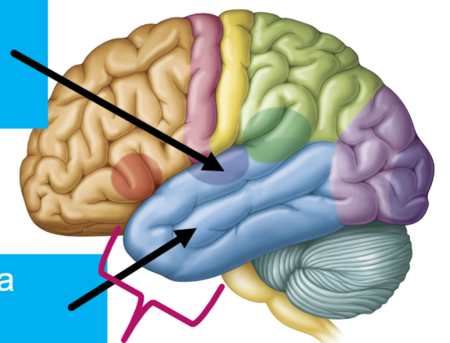 <p>What are these two arrows pointing to?</p>