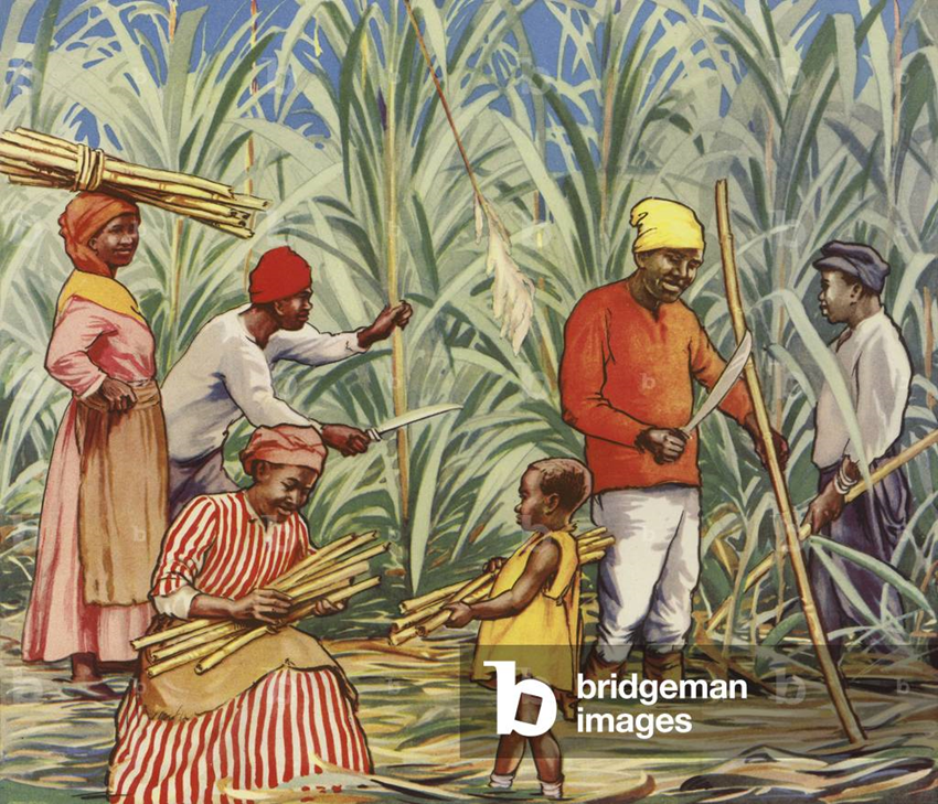 <p><span>Initial sugar plantations were on African Islands</span></p>