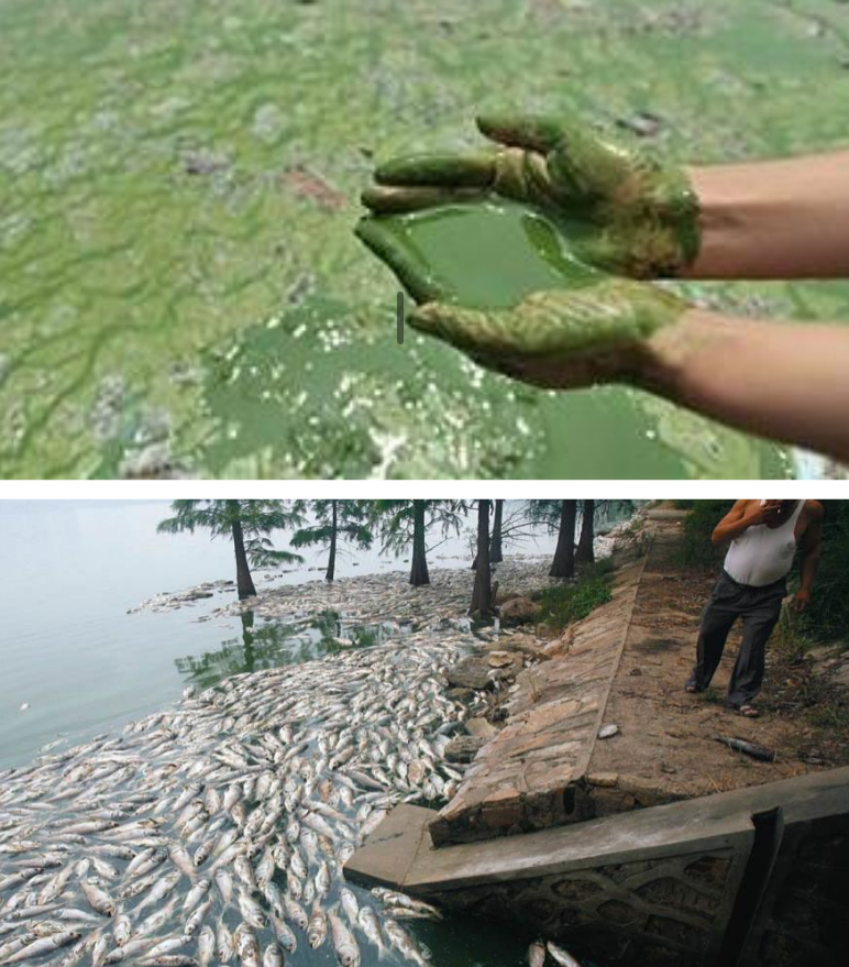 <p>Eutrophication - excessive richness of nu_____ in a la__ or other body of w_____</p><ul><li><p>due to ru_o__ from the la__</p></li><li><p>Causes a dense growth of al__l life and death of an___ life from lack of ox____</p></li></ul><p></p>