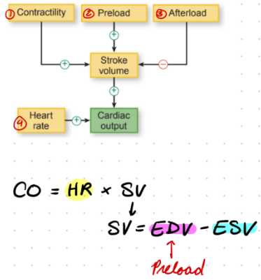 <p>Determined by stroke volume (SV) and cardiac output (CO)</p><ul><li><p>CO = HR x SV</p></li></ul><ul><li><p>SV = EDV - ESV</p></li></ul><p></p>