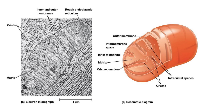 <ul><li><p>Distinctive feature - both outer and inner membranes</p><ul><li><p>Outer membrane contains porins</p></li><li><p>intermembrane space between inner and outer membrane</p></li></ul></li></ul><p></p>