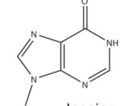 <p>Adenine</p>