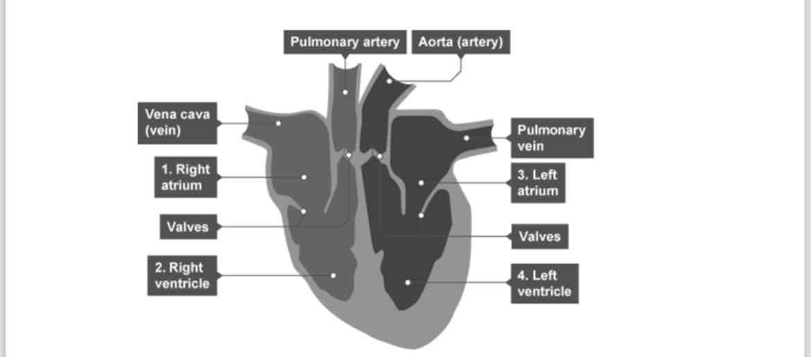 <p>How many chambers does the heart have and what is there names?</p>